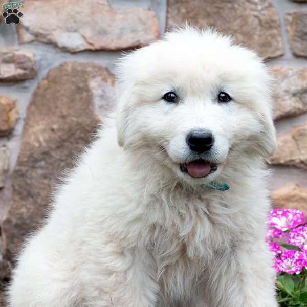 LEGACY, Maremma Sheepdog Puppy